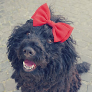 floppythepuli avatar