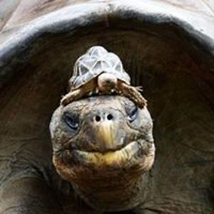 silvina_lewin avatar