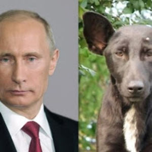 vladimirputin avatar