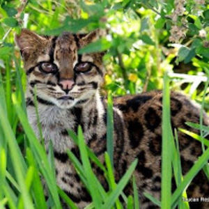 kestrelstargazer avatar