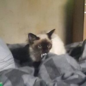 shirley_watts avatar