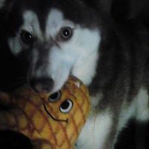 nivzaphillips avatar