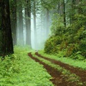 joycetranscript avatar