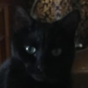 keplingerklan avatar