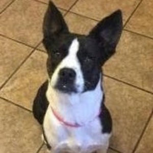 abigailriediger avatar