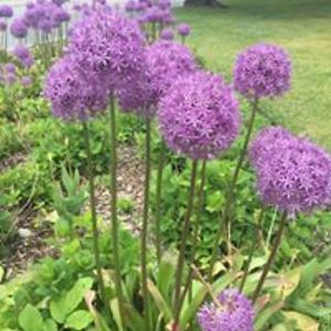 lovessunflowers avatar