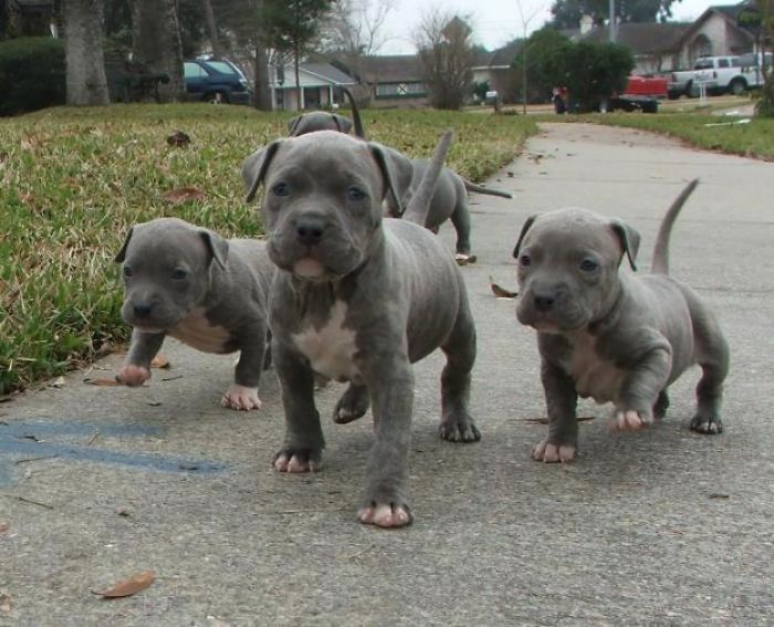 Puppy Gang