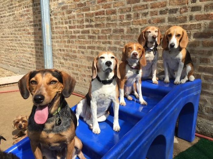 Florence And The Beagles About To Drop A New Album