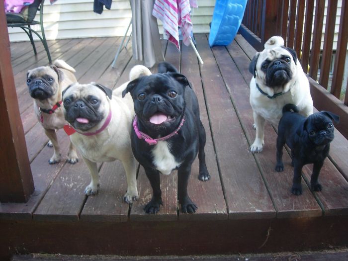 Backyard Pugs Are Back With A New Album