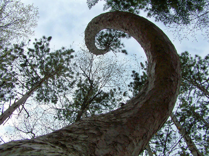 Spiral Pine