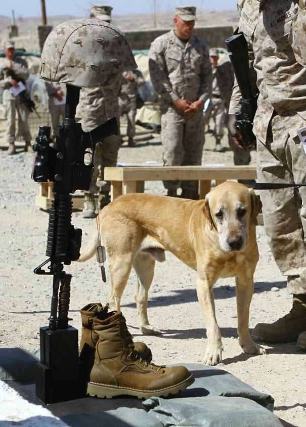 A Dog Saying Goodbye To His Soldier Friend