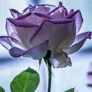 marilyn_aruta avatar