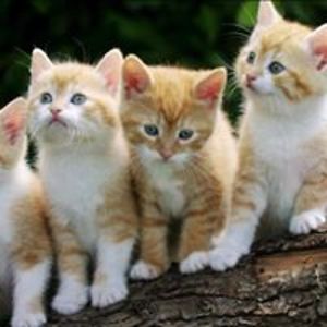 carolynpeters avatar