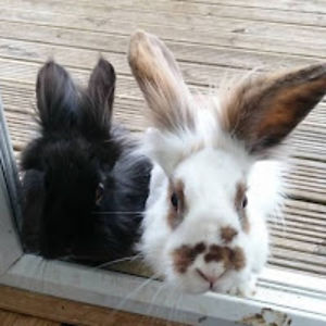 bgothicdimino avatar