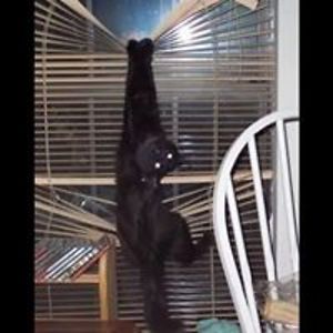 chickenbrain2009 avatar