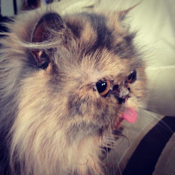 My Co-Worker's Cat's Tongue Is A Bit Too Long For Its Mouth