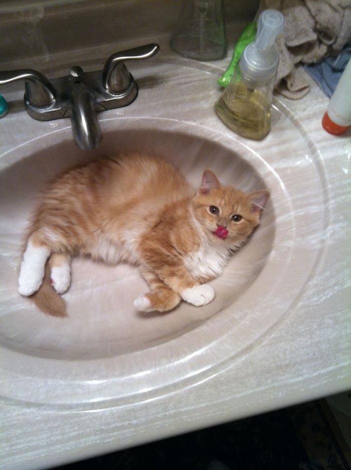 Sink Mlem
