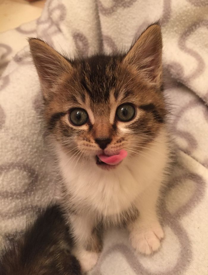 The Cutest Mlem