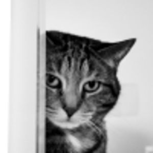 melissaverhoef avatar