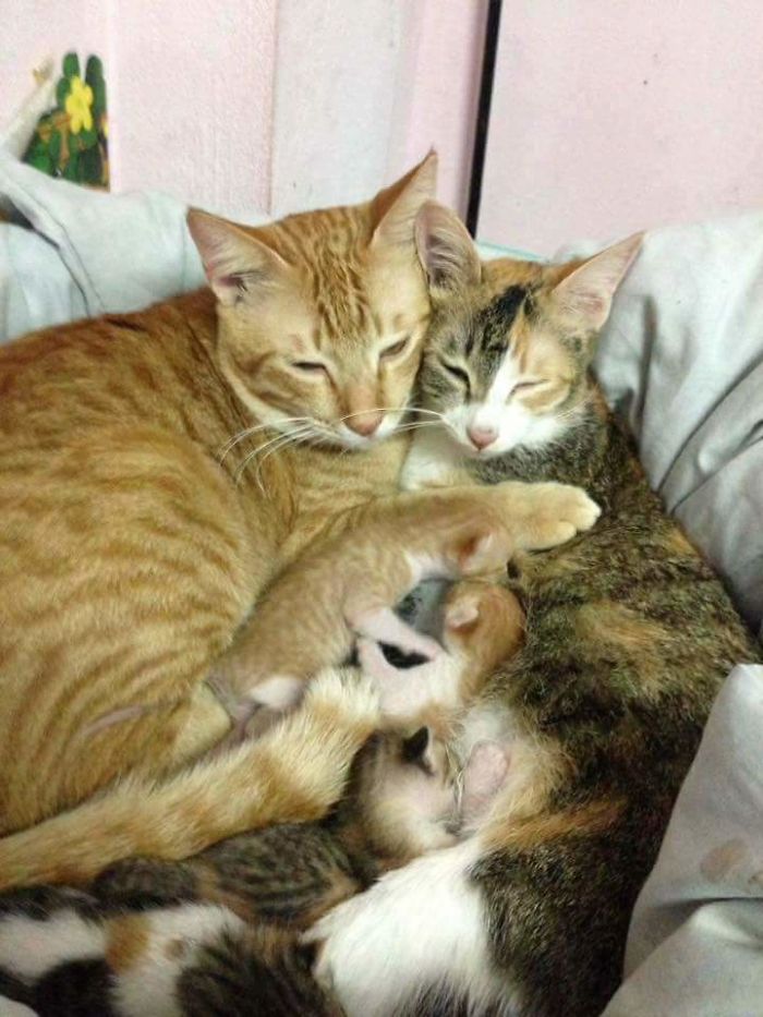 Father Cat Supports Mom Cat Giving Birth, Wins Everyone's Hearts Father Cat Supports Mom Cat Giving Birth, Wins Everyone's Hearts