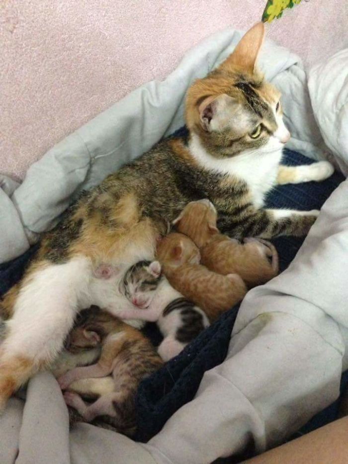Father Cat Supports Mom Cat Giving Birth, Wins Everyone's Hearts Father Cat Supports Mom Cat Giving Birth, Wins Everyone's Hearts