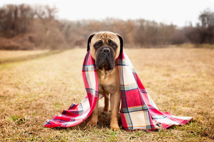 Last Portraits Of A Beloved Dog Last Portraits Of A Beloved Dog