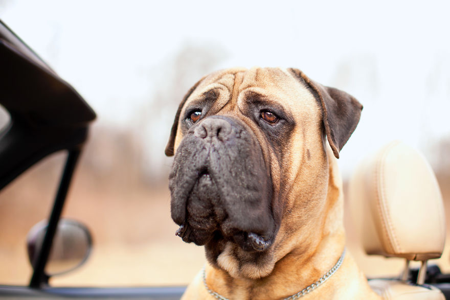 Last Portraits Of A Beloved Dog Last Portraits Of A Beloved Dog