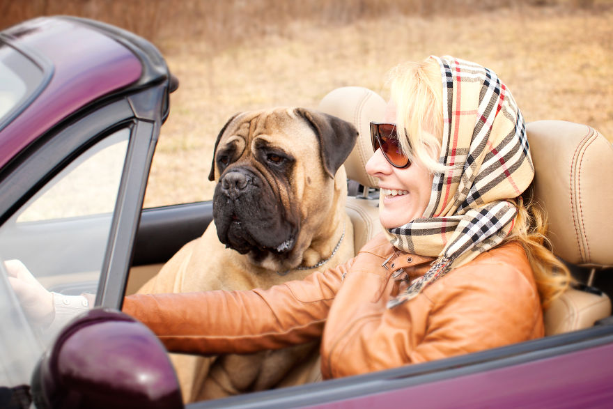 Last Portraits Of A Beloved Dog Last Portraits Of A Beloved Dog