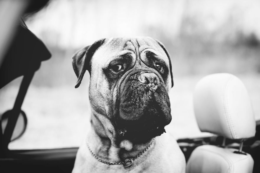 Last Portraits Of A Beloved Dog Last Portraits Of A Beloved Dog