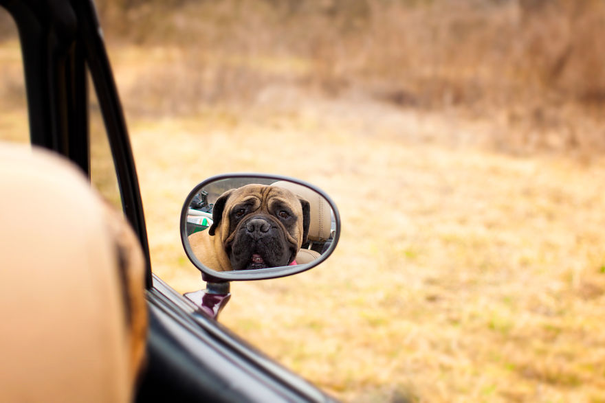 Last Portraits Of A Beloved Dog Last Portraits Of A Beloved Dog