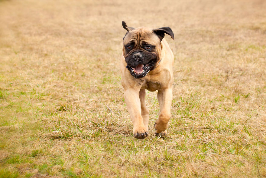 Last Portraits Of A Beloved Dog Last Portraits Of A Beloved Dog