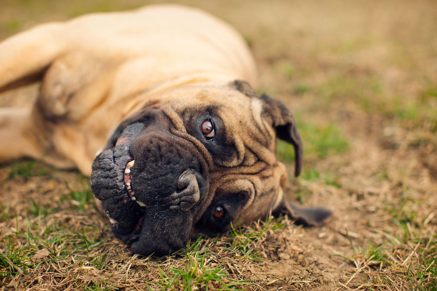 Last Portraits Of A Beloved Dog Last Portraits Of A Beloved Dog
