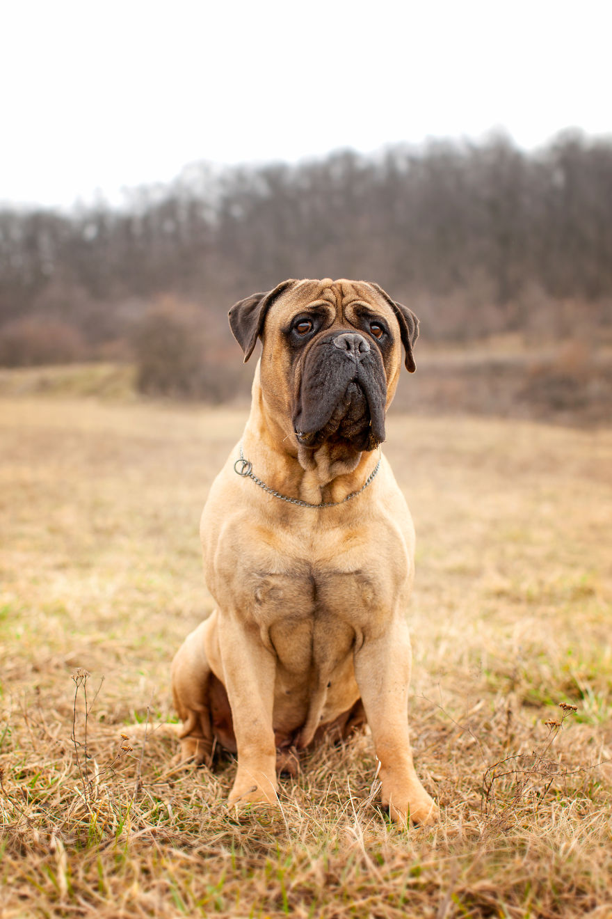 Last Portraits Of A Beloved Dog Last Portraits Of A Beloved Dog
