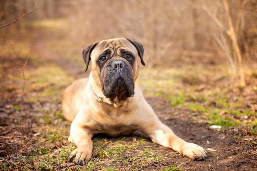 Last Portraits Of A Beloved Dog Last Portraits Of A Beloved Dog