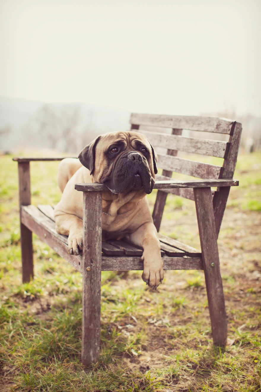 Last Portraits Of A Beloved Dog Last Portraits Of A Beloved Dog