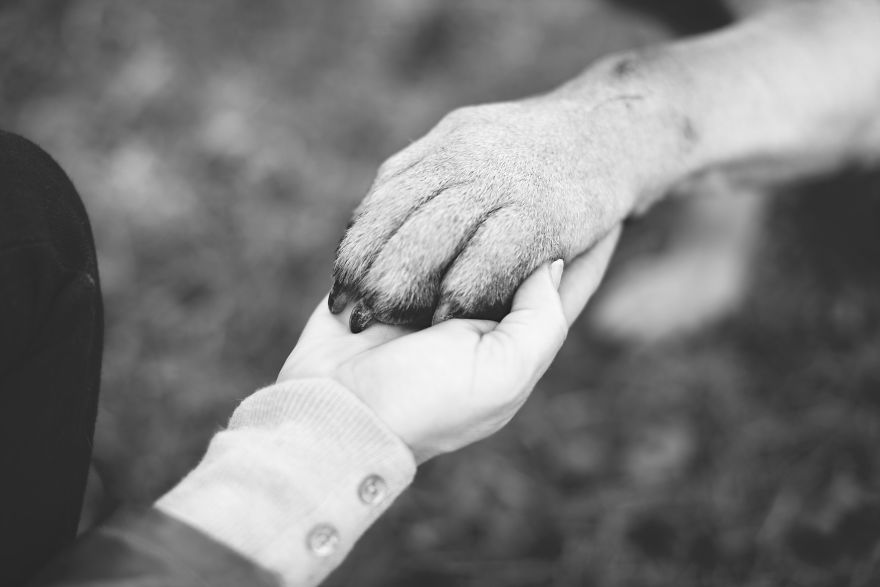 Last Portraits Of A Beloved Dog Last Portraits Of A Beloved Dog