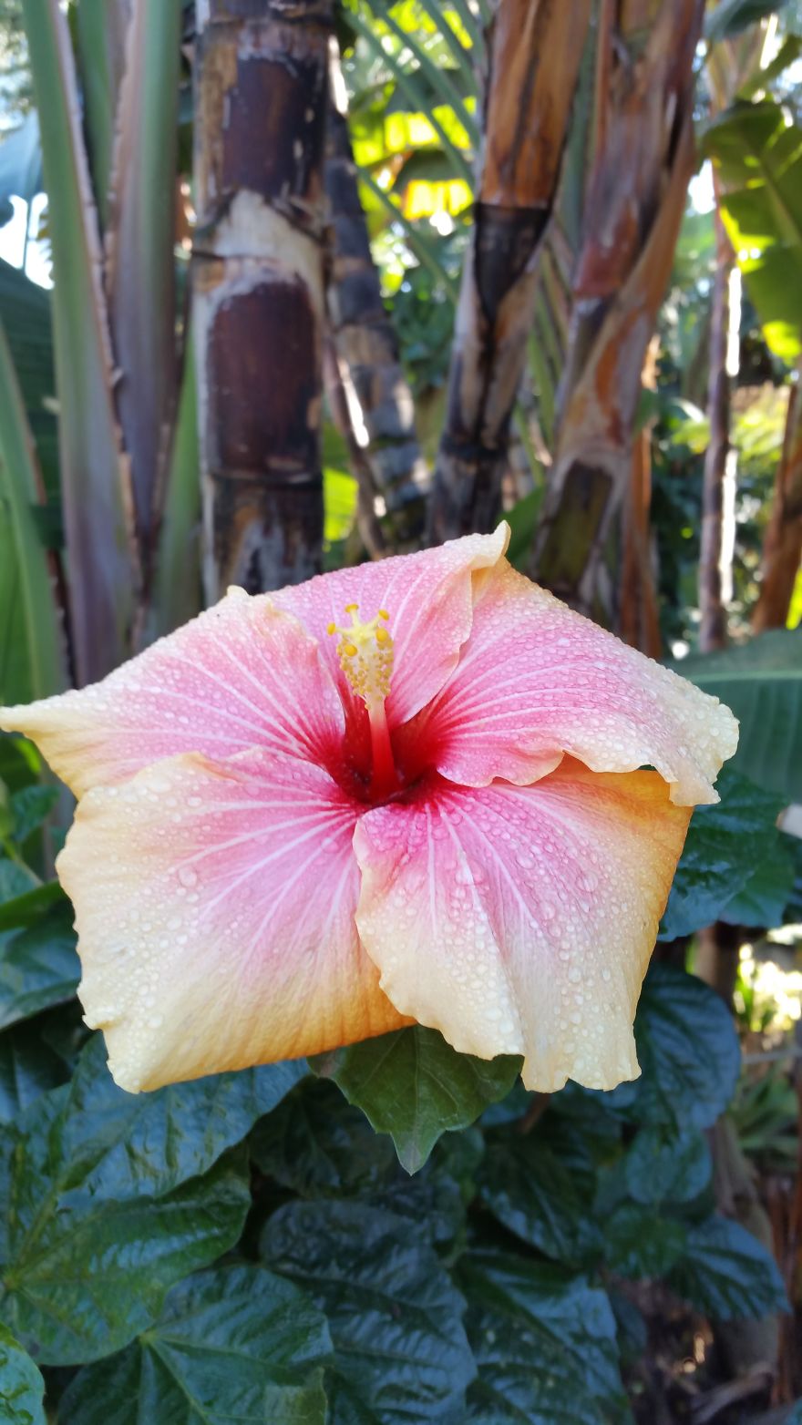 An Introvert And His Camera Phone