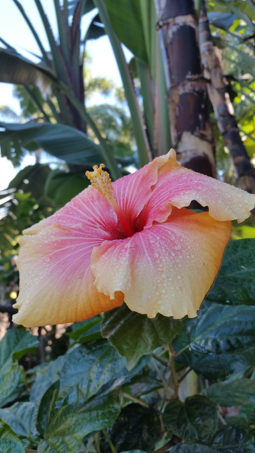 An Introvert And His Camera Phone An Introvert And His Camera Phone