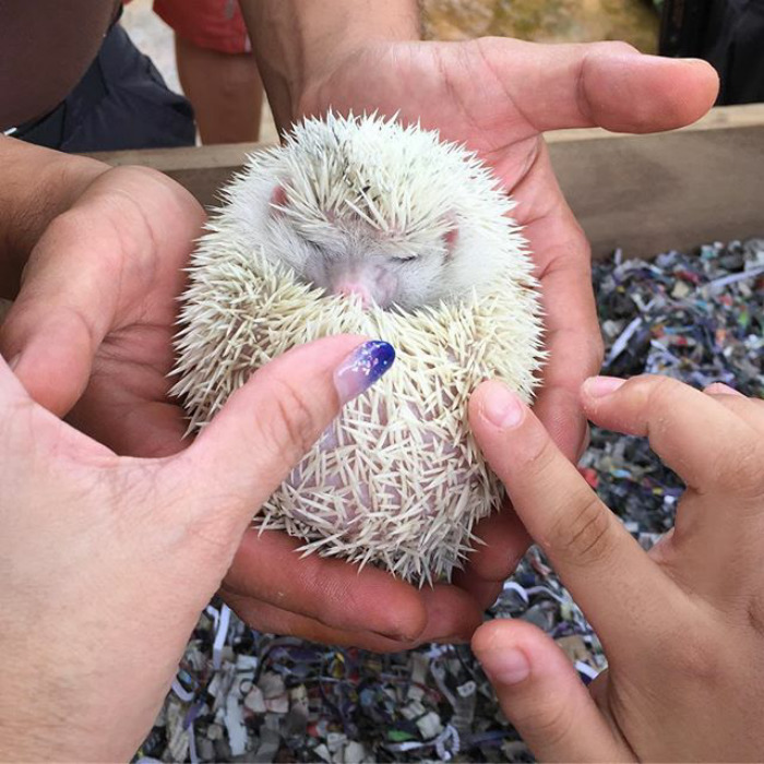Cute Hedgehog