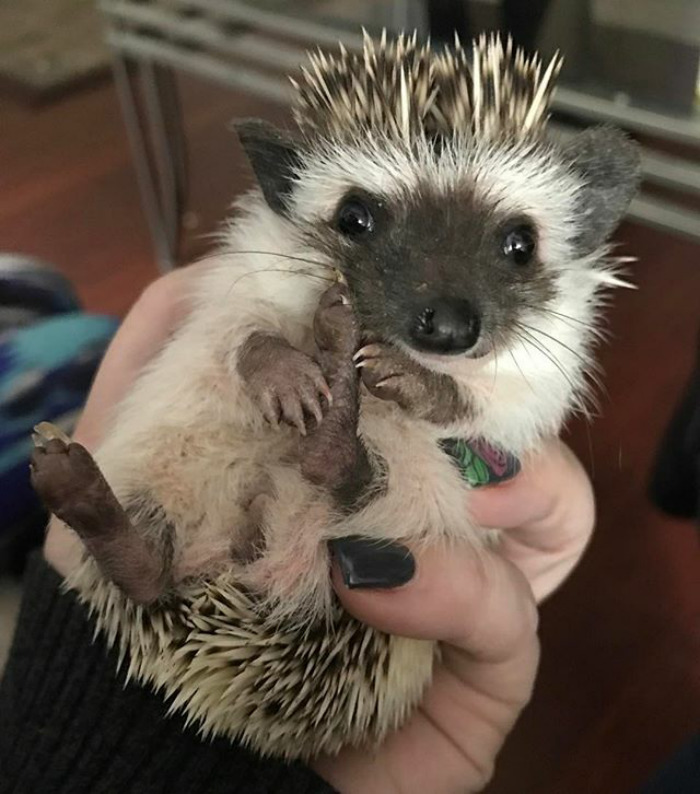 Cute Hedgehog