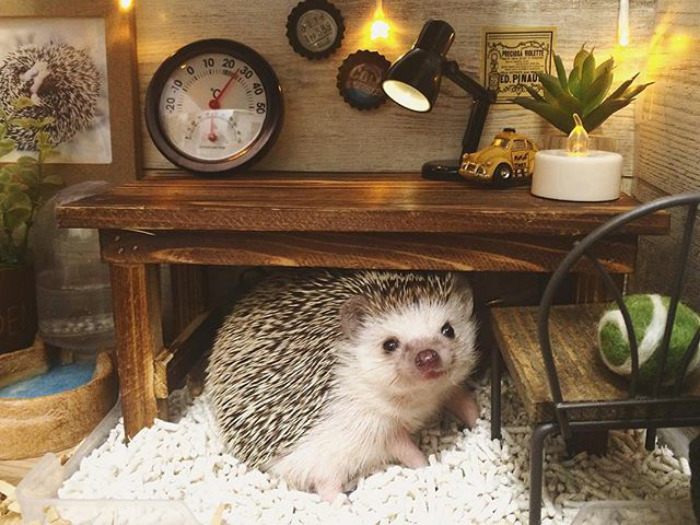 Cute Hedgehog