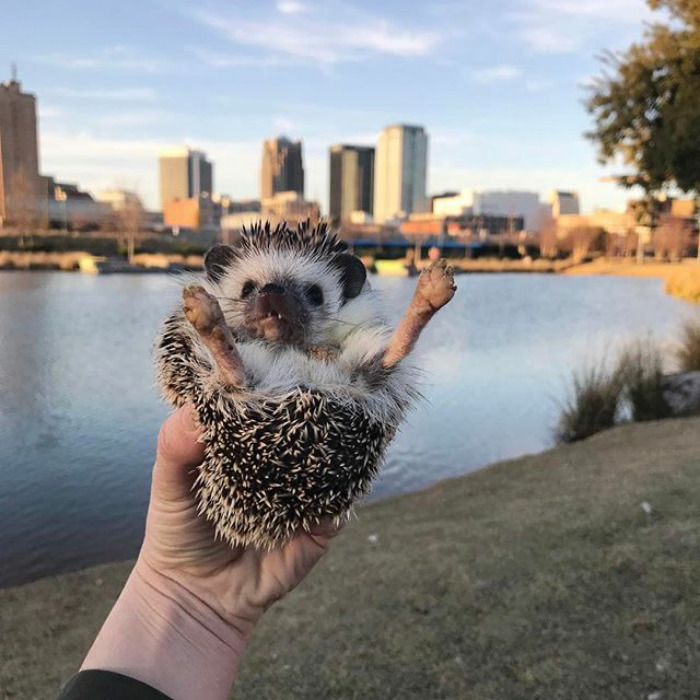 Cute Hedgehog