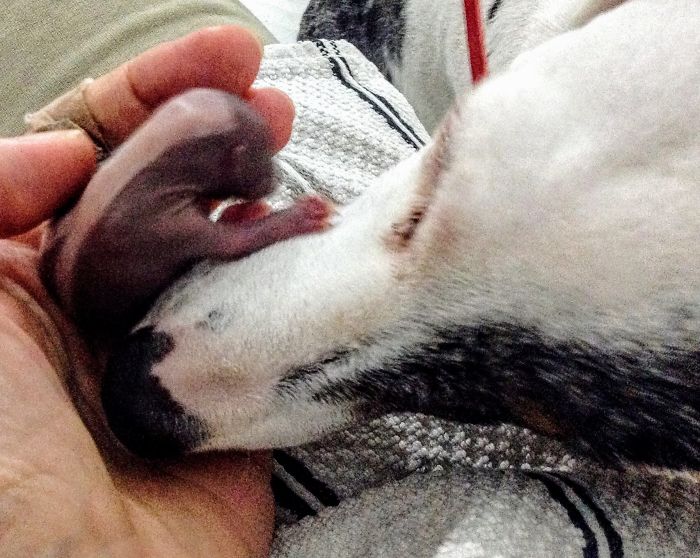 Baby Skunks Were Rejected By Mother At Birth, But Our Dog Freddie Took Over As Stepmum! Baby Skunks Were Rejected By Mother At Birth, But Our Dog Freddie Took Over As Stepmum!