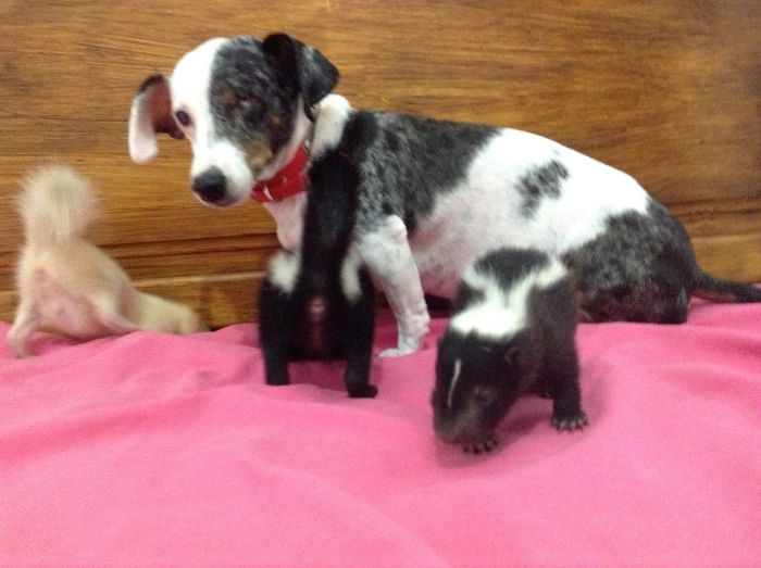 Baby Skunks Were Rejected By Mother At Birth, But Our Dog Freddie Took Over As Stepmum!
