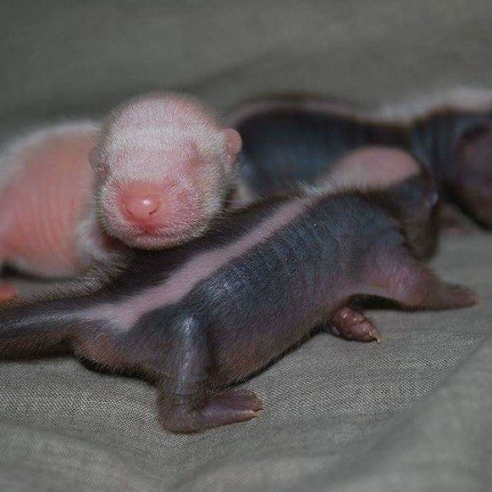 Baby Skunks Were Rejected By Mother At Birth, But Our Dog Freddie Took Over As Stepmum!
