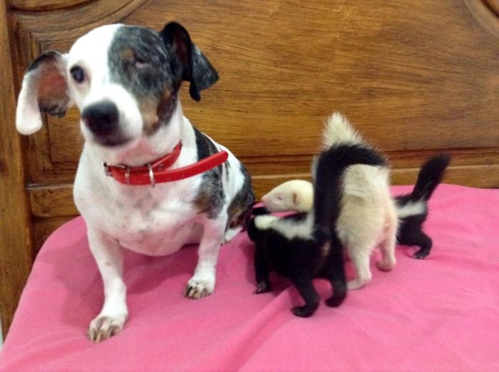 Baby Skunks Were Rejected By Mother At Birth, But Our Dog Freddie Took Over As Stepmum! Baby Skunks Were Rejected By Mother At Birth, But Our Dog Freddie Took Over As Stepmum!