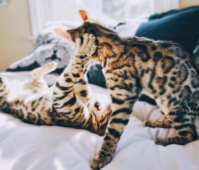 Bengal Siblings Living The Dream