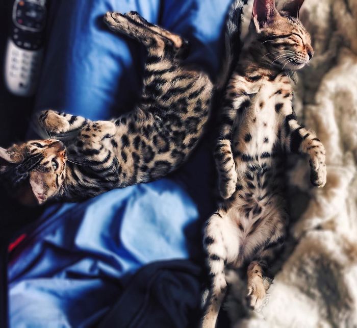 Bengal Siblings Living The Dream