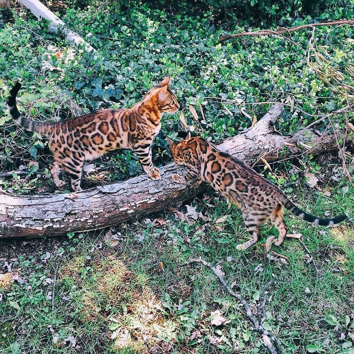 Bengal Siblings Living The Dream