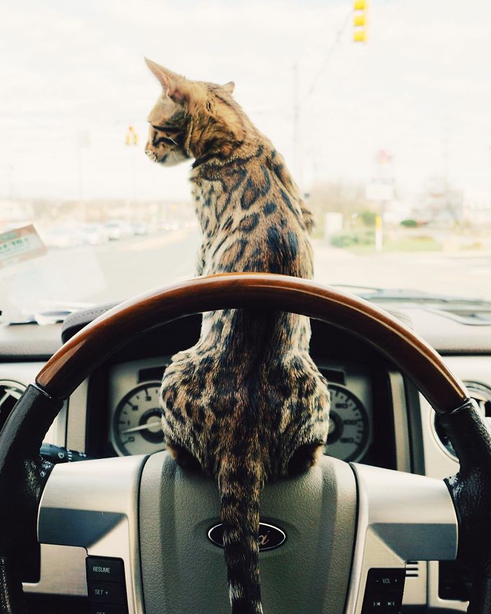 Bengal Siblings Living The Dream